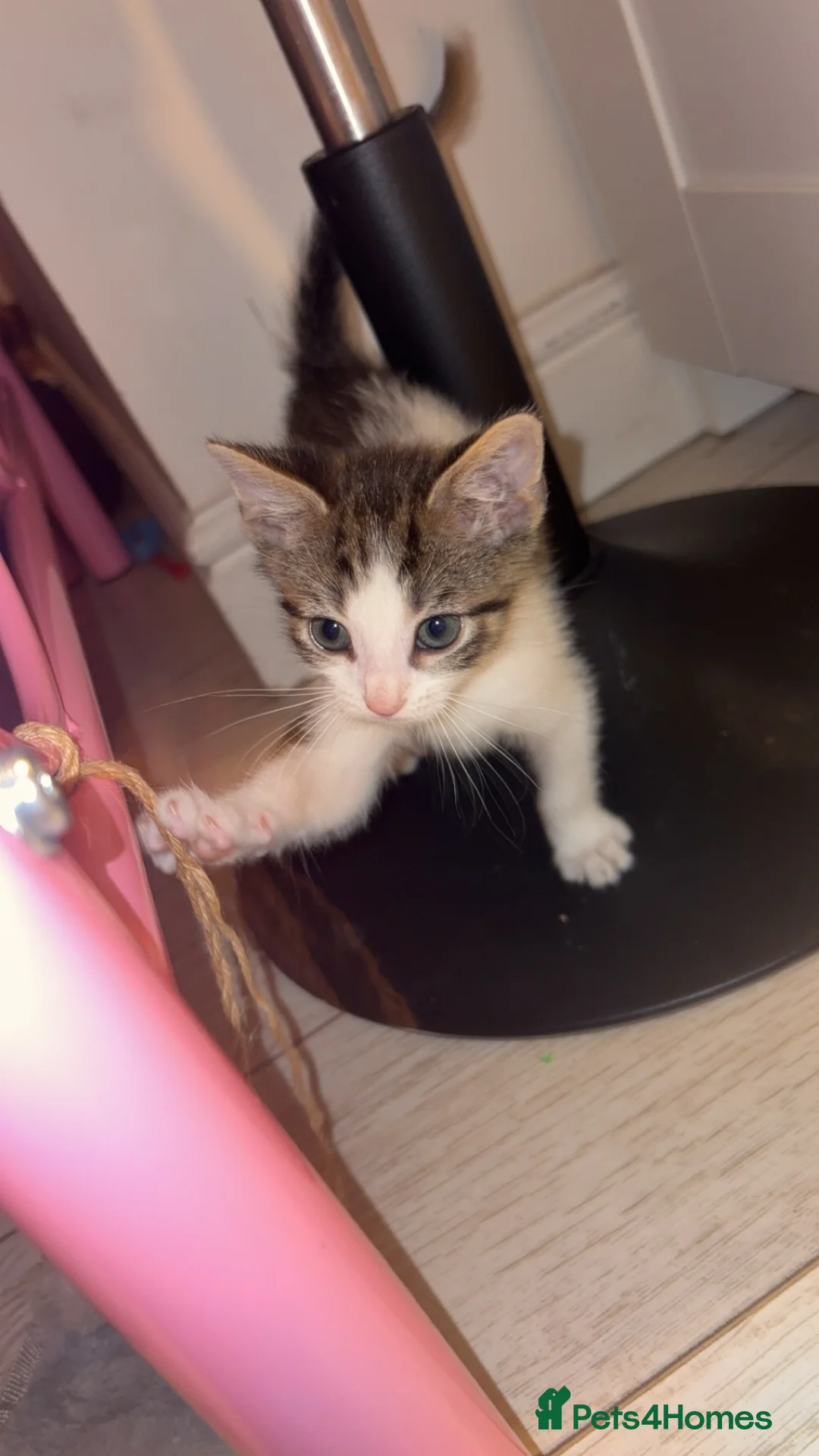 Mixed Breed cats for sale: Kitten - Advert 3