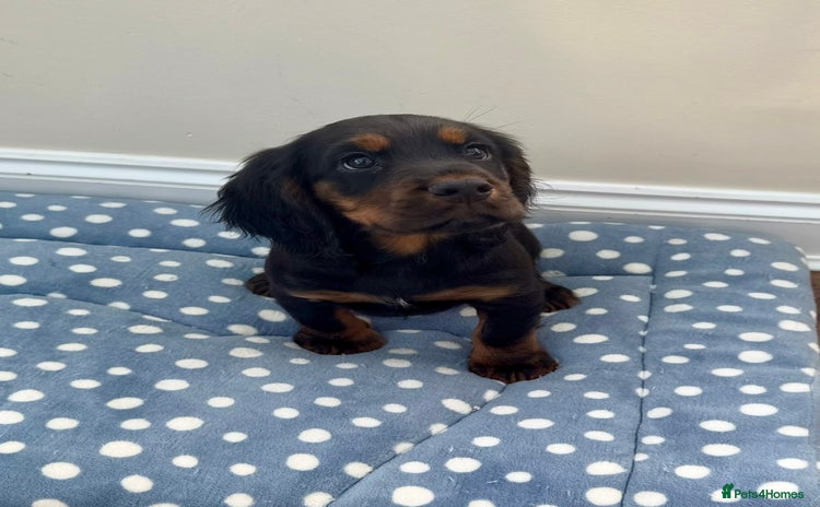 Cocker Spaniel dogs - Advert 11
