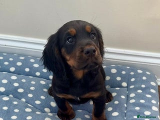 Cocker Spaniel dogs - Advert 11