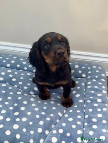 Cocker Spaniel dogs - Advert 2