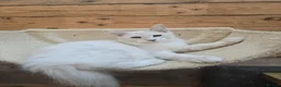 Maine Coon cats for sale: Blue Silver Chinchilla Male Maine Coon Kitten RARE - Advert 1