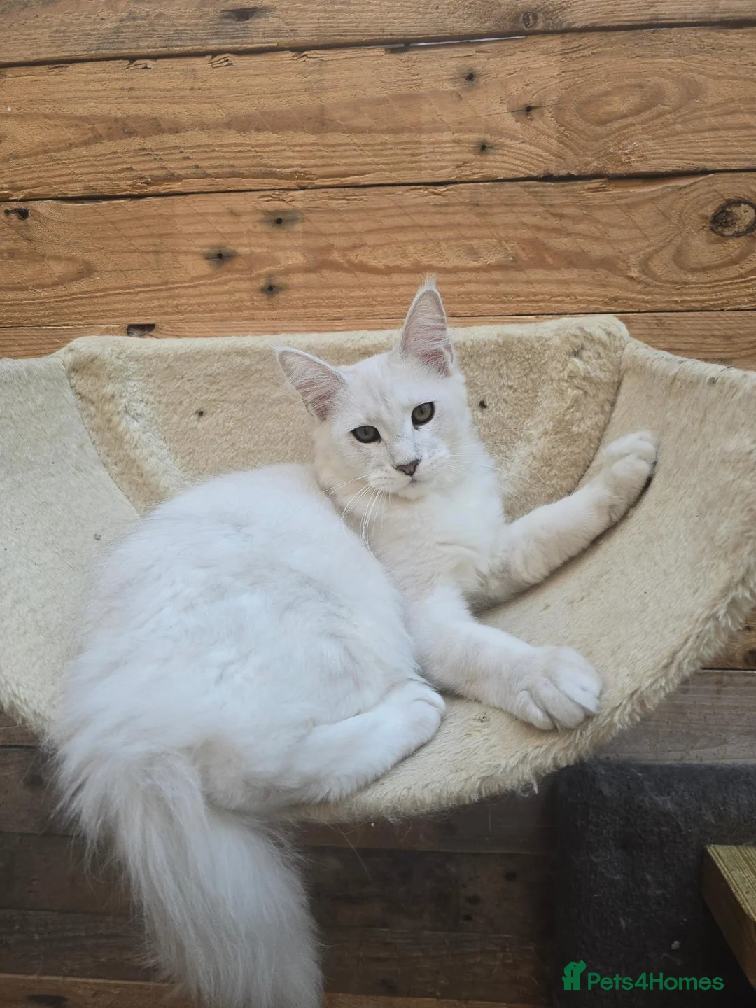 Maine Coon cats for sale: Blue Silver Chinchilla Male Maine Coon Kitten RARE - Advert 1