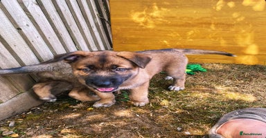 Mixed Breed dogs - Advert 5