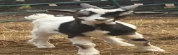 Goats livestock for sale: Pigmy goats  - Advert 1
