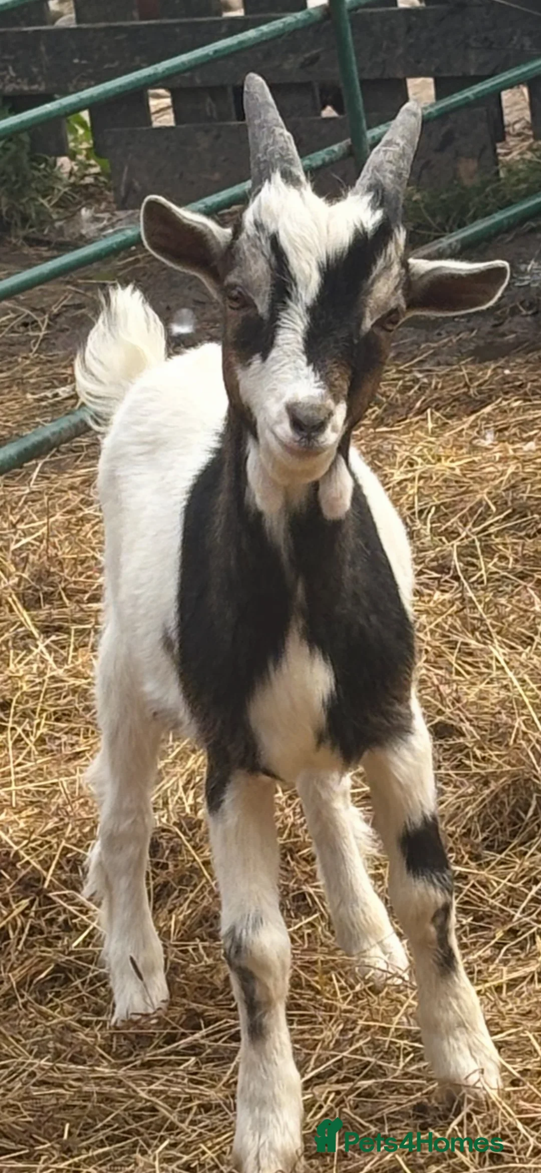 Goats livestock for sale: Pigmy goats  - Advert 1