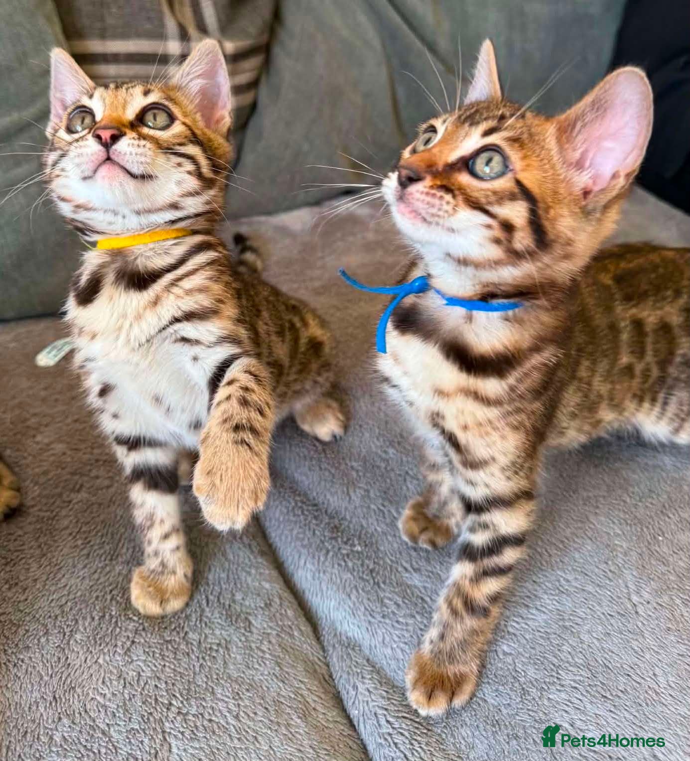 Bengal cats for sale: TICA Rare Snow & Charcoal carrying Bengal kittens! - Advert 17