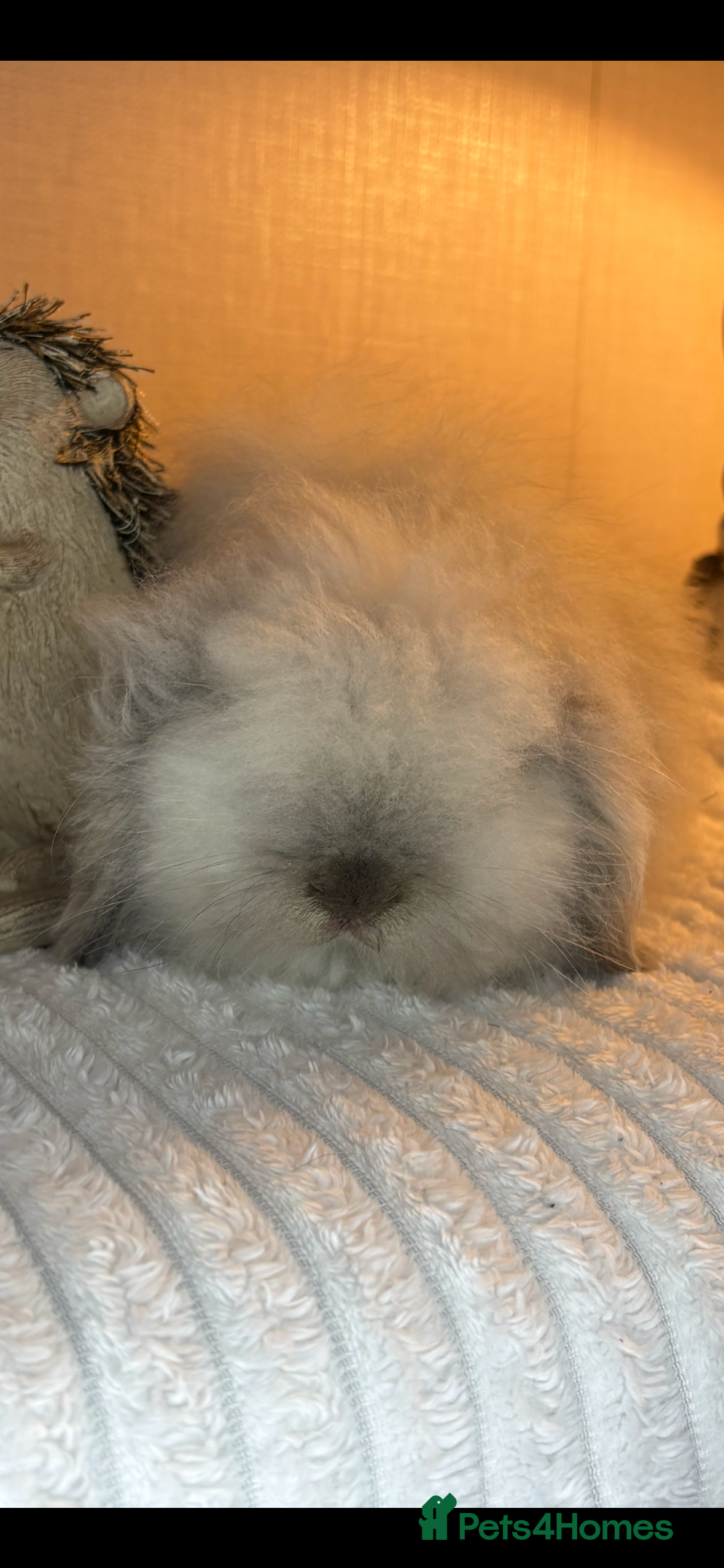 Mini Lion Lop rabbits Gorgeous Fluffy Double Mane mini lion lop bunny’s  - Advert 3