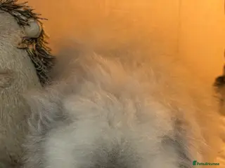 Mini Lion Lop rabbits Gorgeous Fluffy Double Mane mini lion lop bunny’s - Advert 3