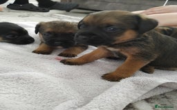 Border Terrier dogs for sale: 5 border terrier puppys  - Image 4