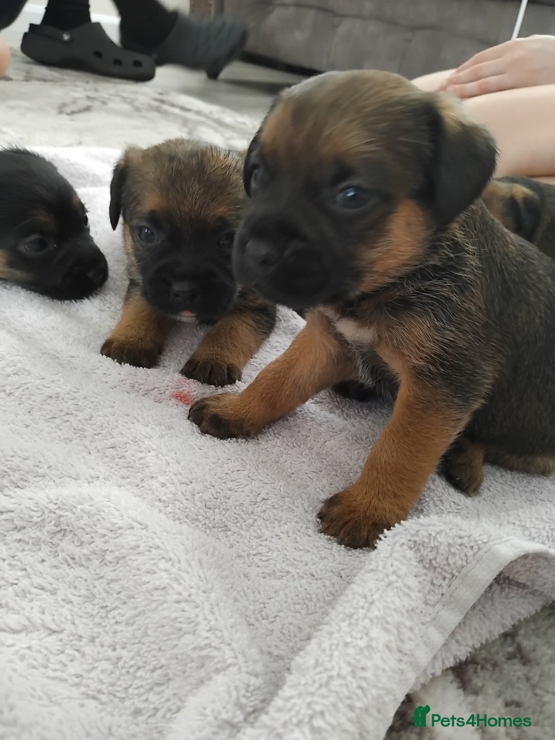 Border Terrier dogs for sale: 5 border terrier puppys  - Image 4