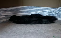 Norwegian Forest Cat cats for sale: Pure black kittens - Image 3