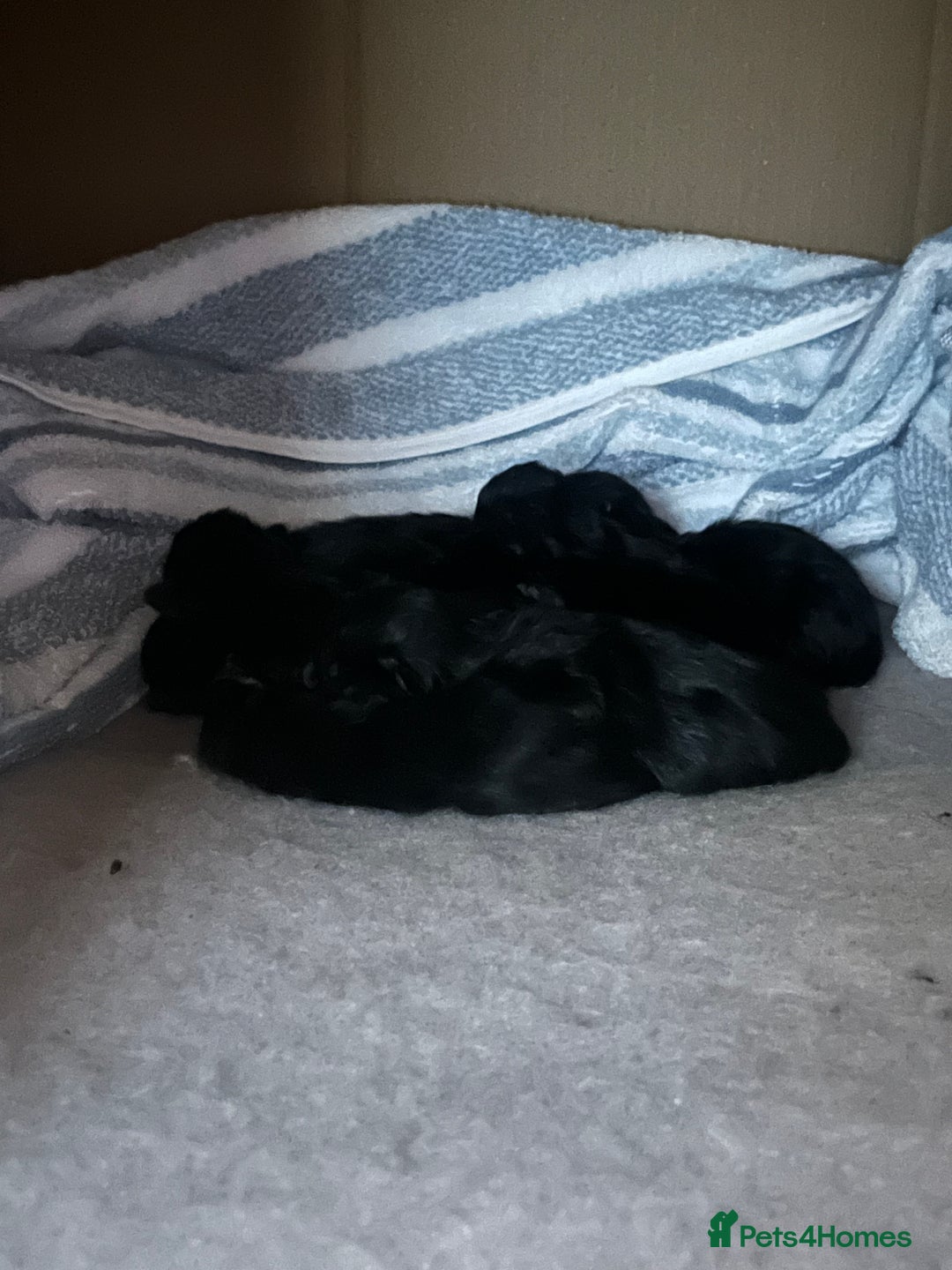 Norwegian Forest Cat cats for sale: Pure black kittens - Image 3