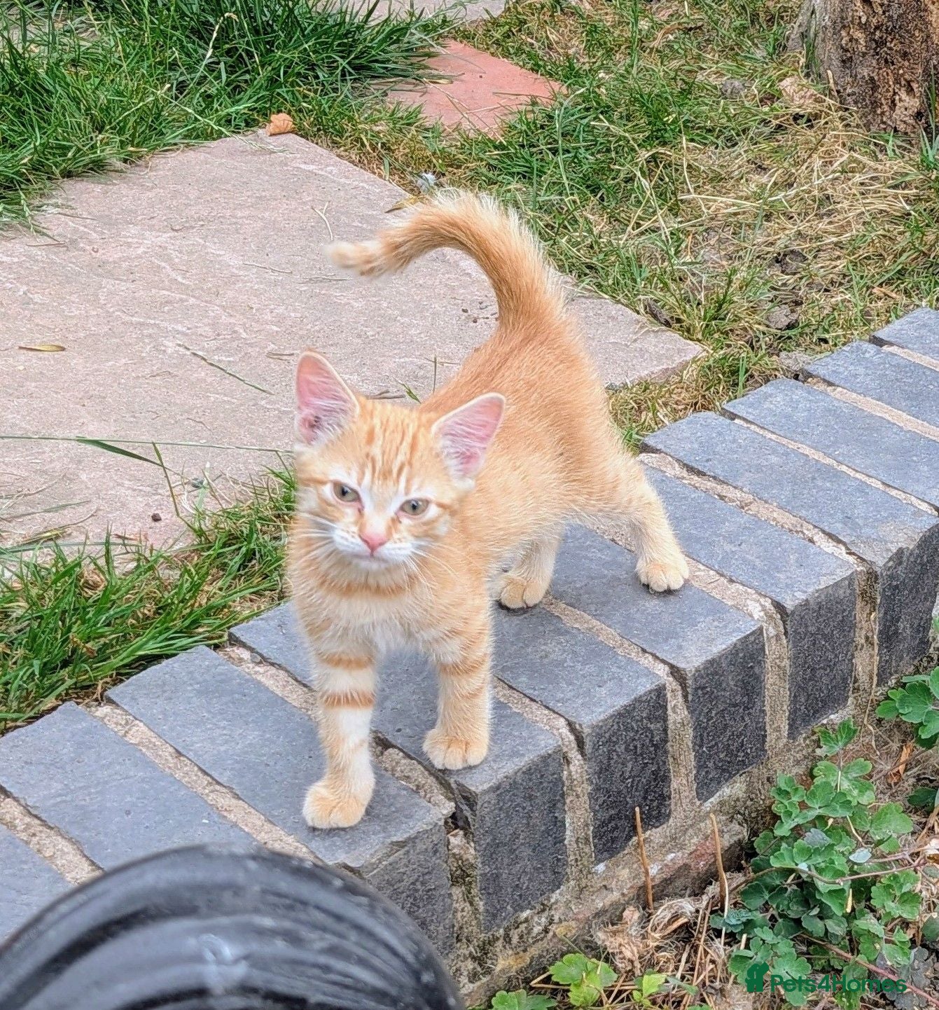 Mixed Breed cats Rare female ginger kitten - Advert 1