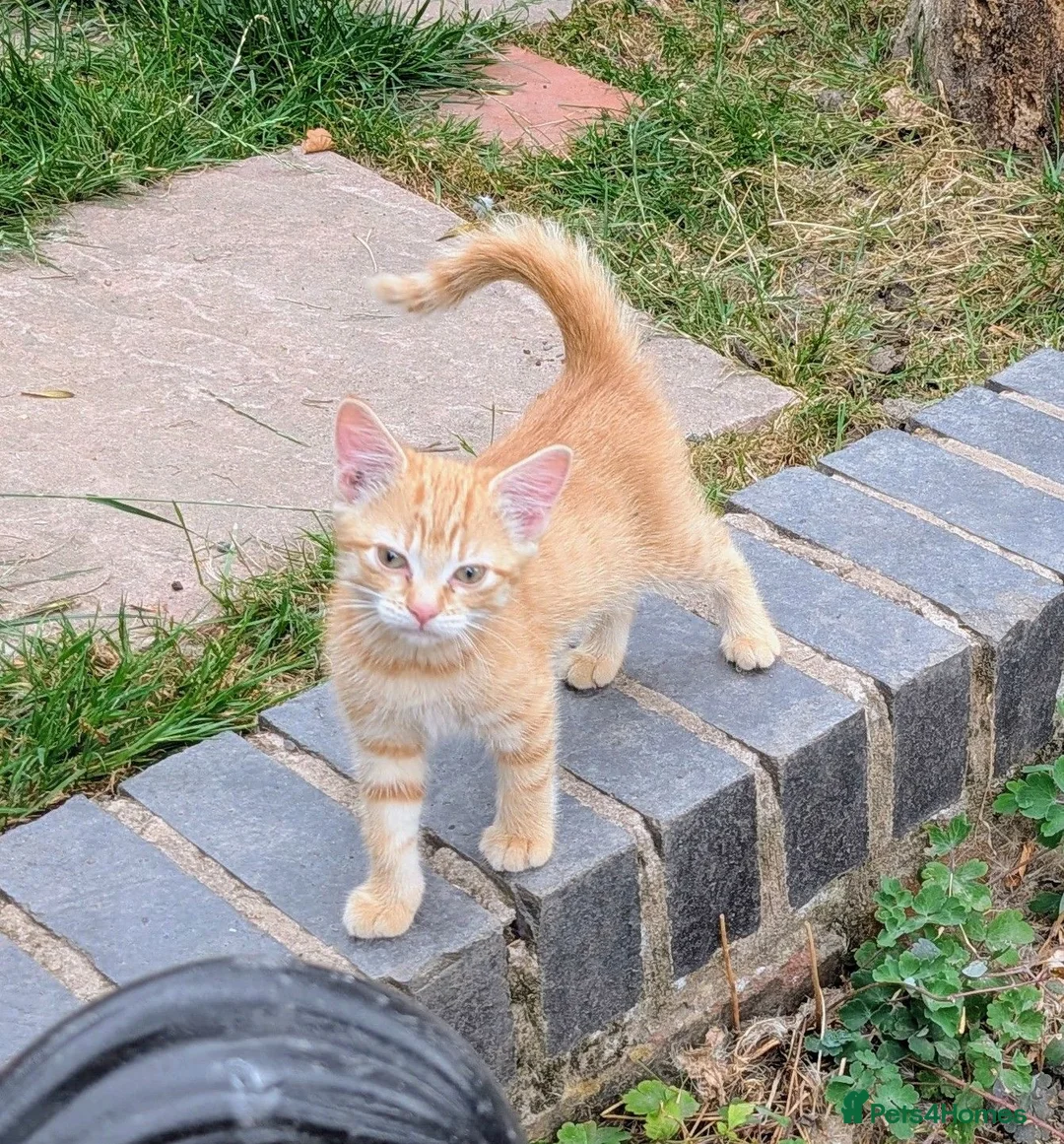 Mixed Breed cats for sale: Rare female ginger kitten - Advert 1