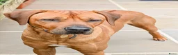 Rhodesian Ridgeback dogs for stud: Pedigree - Champion Bloodline - Ideal Temperament in Barnoldswick - Advert 2