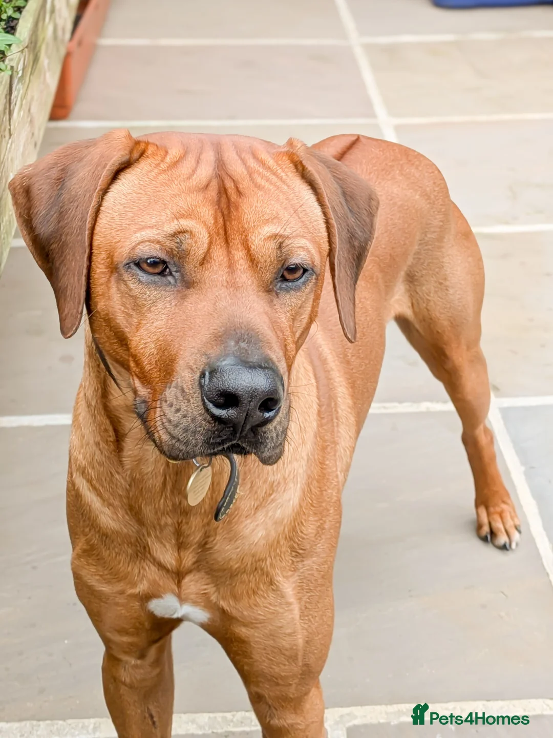 Rhodesian Ridgeback dogs for stud: Pedigree - Champion Bloodline - Ideal Temperament in Barnoldswick - Advert 2