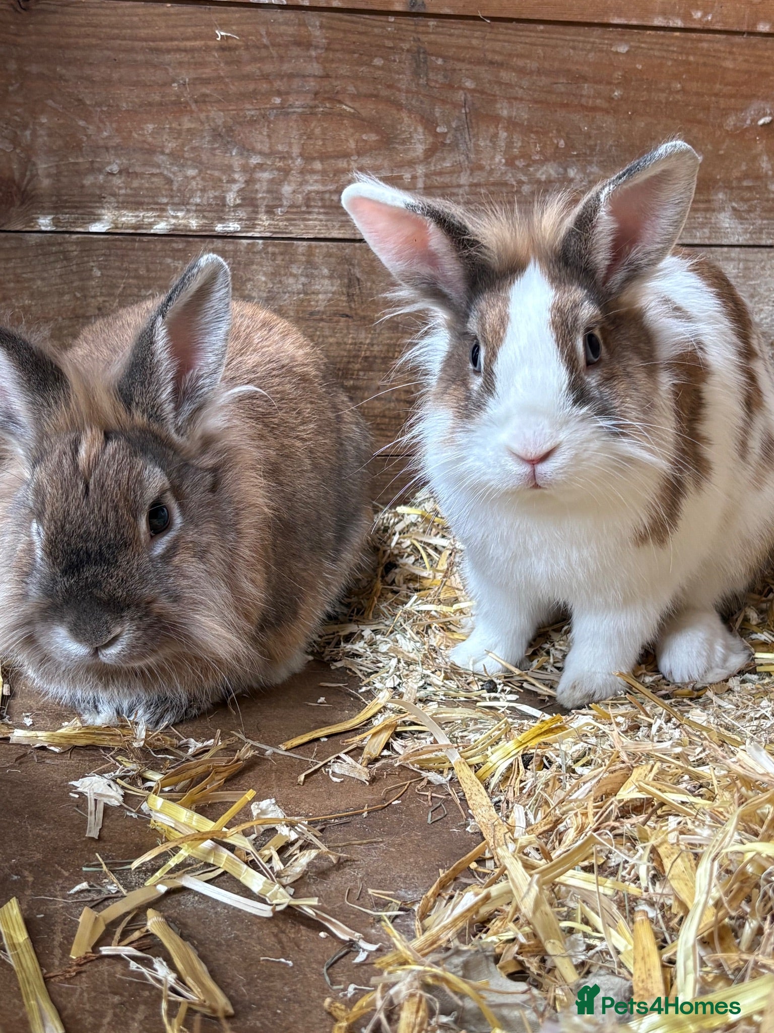 Lionhead rabbits 2 male Lion head rabbits  - Advert 2
