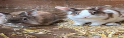 Lionhead rabbits for sale: 2 male Lion head rabbits  in Bordon - Advert 1