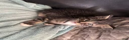Mixed Breed cats for sale: 5 male kittens  - Advert 4