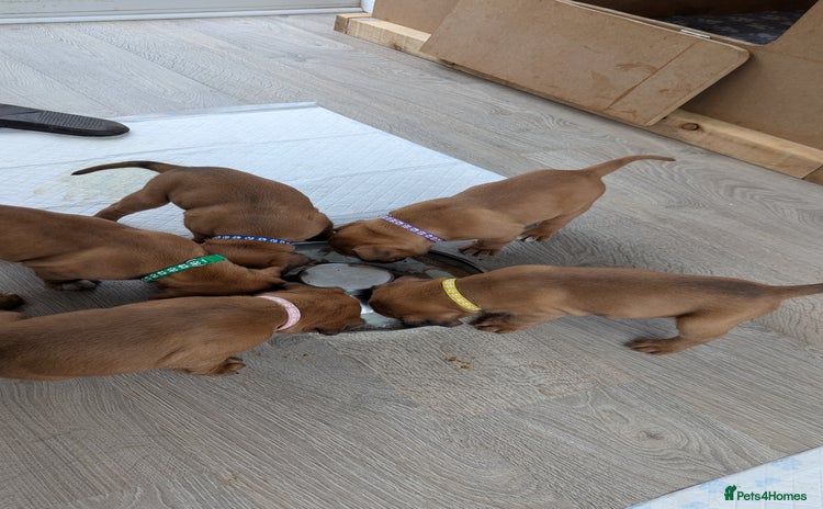 Mixed Breed dogs for sale - Advert 1