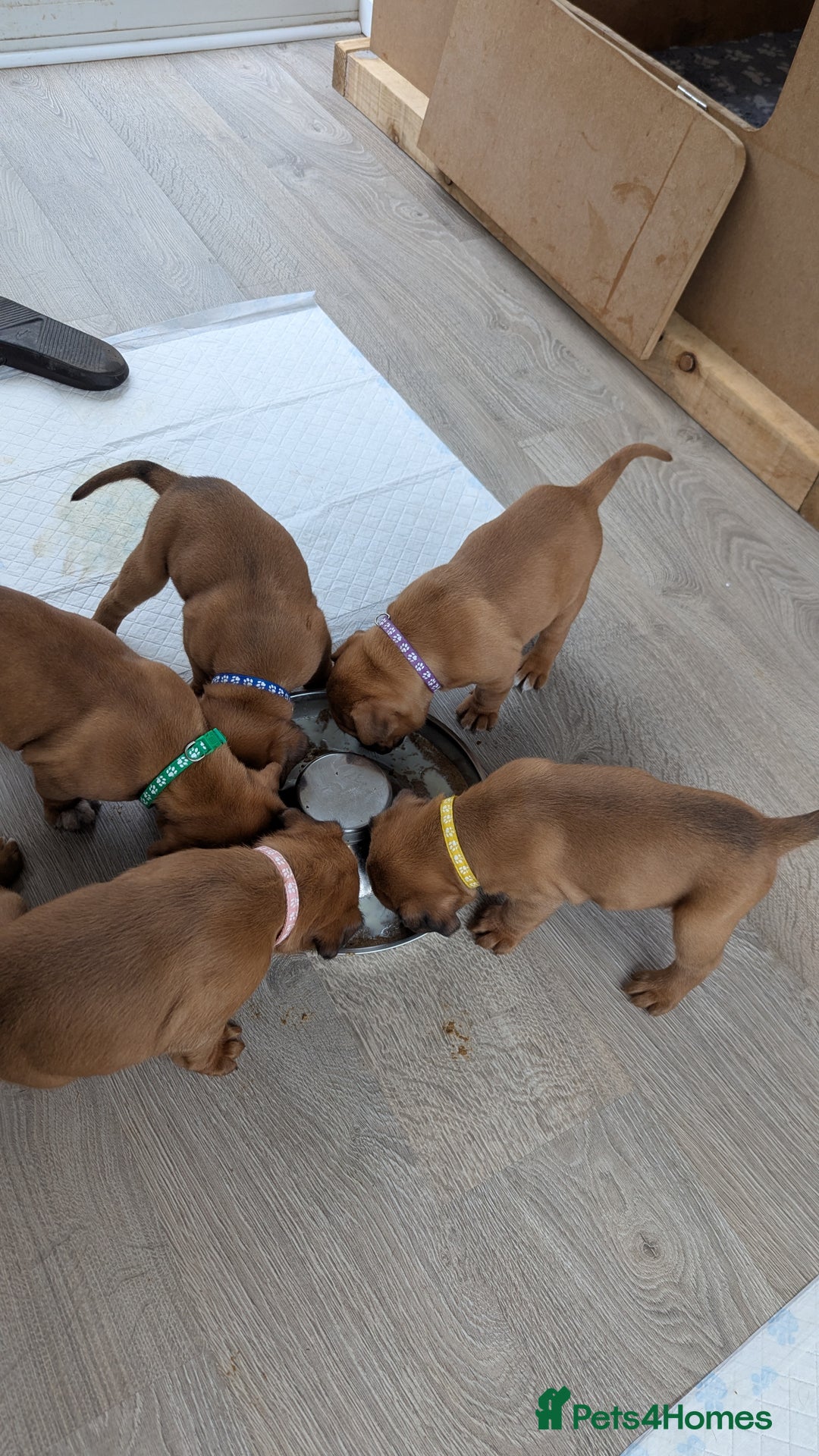 Mixed Breed dogs for sale: Boxer X Dogue De Bordeux Puppies - Image 1
