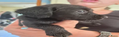 Springador 3