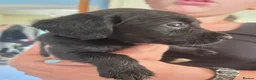 Springador dogs for sale: Beautiful springadors for sale - Advert 5