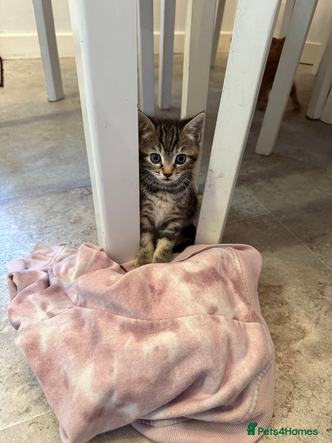 British Shorthair cats for sale: Gorgeous kittens  - Advert 34