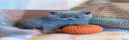 British Shorthair cats for sale: British Shorthair Girls - Advert 27