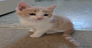 Mixed Breed cats - Advert 8