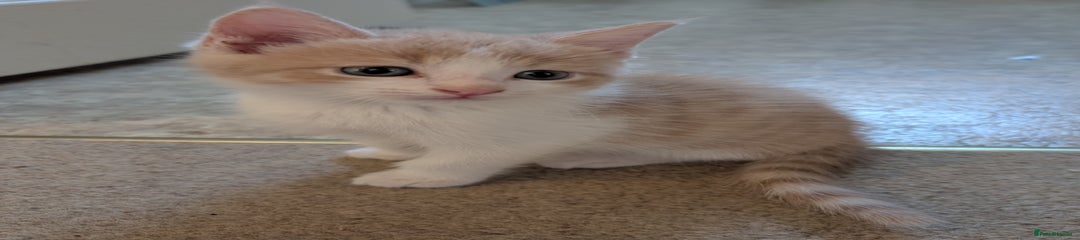 Mixed Breed Kitten 1