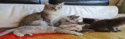 Maine Coon cats for sale: TICA REGISTERED GORGEOUS MAINE COONKITTENS - Advert 2