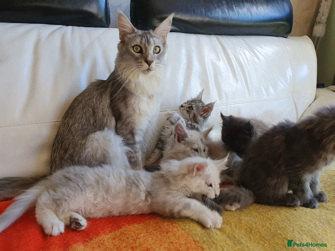 Maine Coon cats for sale: TICA REGISTERED GORGEOUS MAINE COONKITTENS - Advert 2