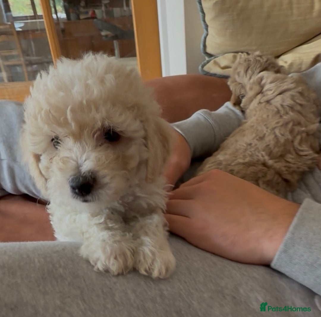 Poochon dogs for sale: Tiny farm bred teddy bear bundles of fun !  - Image 16