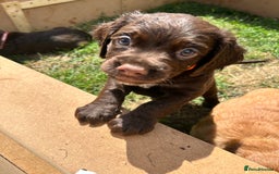 Sprocker dogs for sale: 3 beautiful Sprocker Spaniels  - Image 17