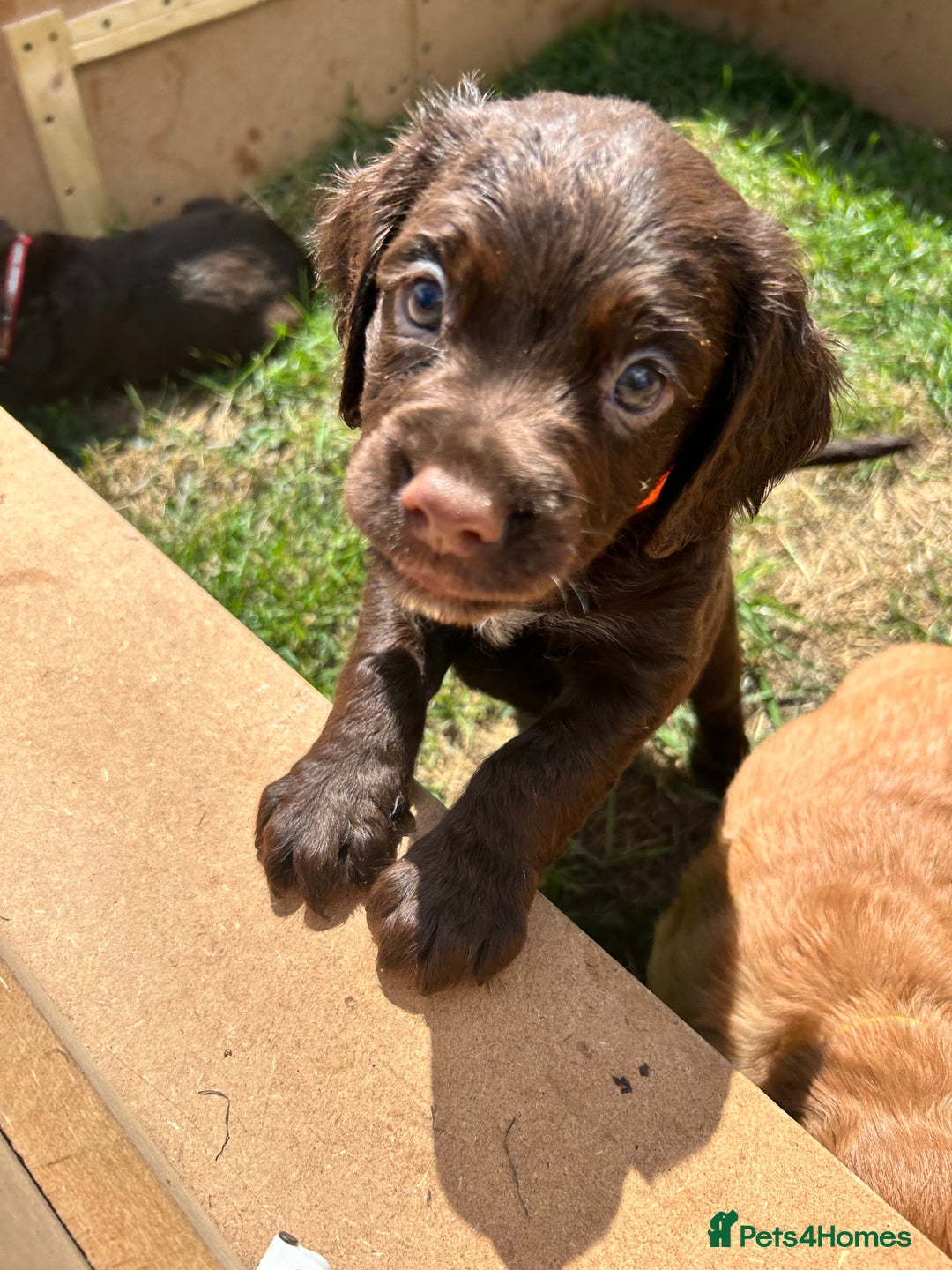 Sprocker dogs for sale: 3 beautiful Sprocker Spaniels  - Image 17