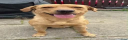 Labrador Retriever dogs for stud: Golden Labrador  in Perth - Advert 2