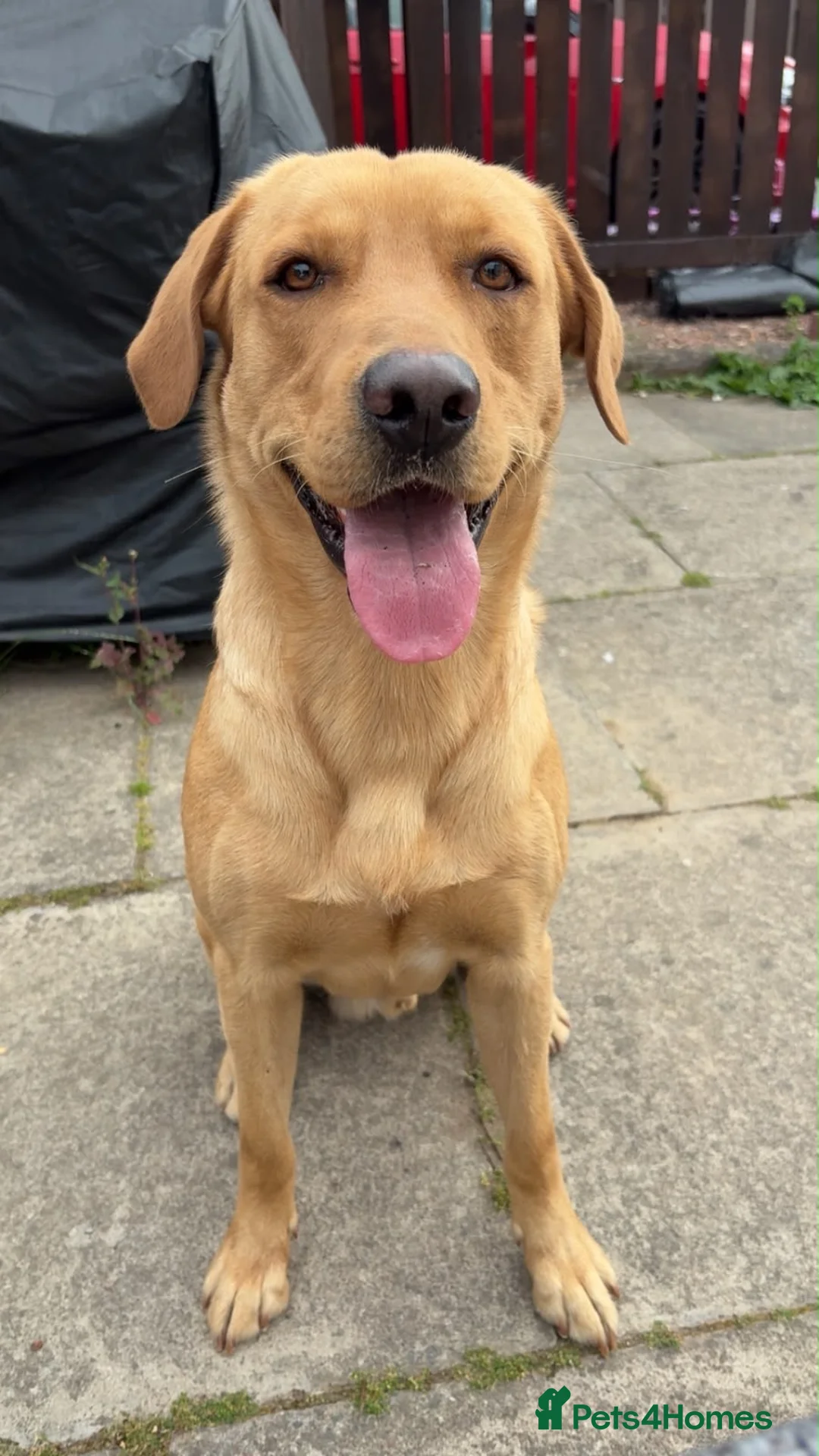 Labrador Retriever dogs for stud: Golden Labrador  in Perth - Advert 2