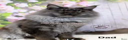 Maine Coon cats for sale: TICA registration Maine coon kittens Ready Now - Advert 11