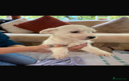 Jackapoo dogs for sale: 5 beautiful jackapoos - Image 17