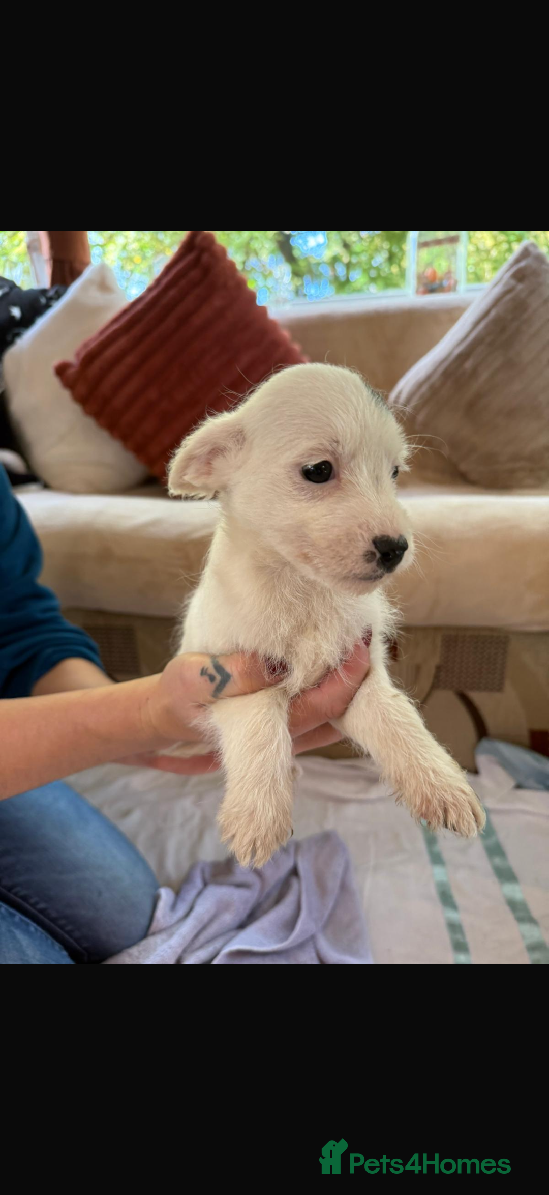 Jackapoo dogs for sale: 5 beautiful jackapoos - Image 17