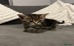 Mixed Breed cats for sale: 4 gorgeous kittens ready for amazing homes  - Advert 20
