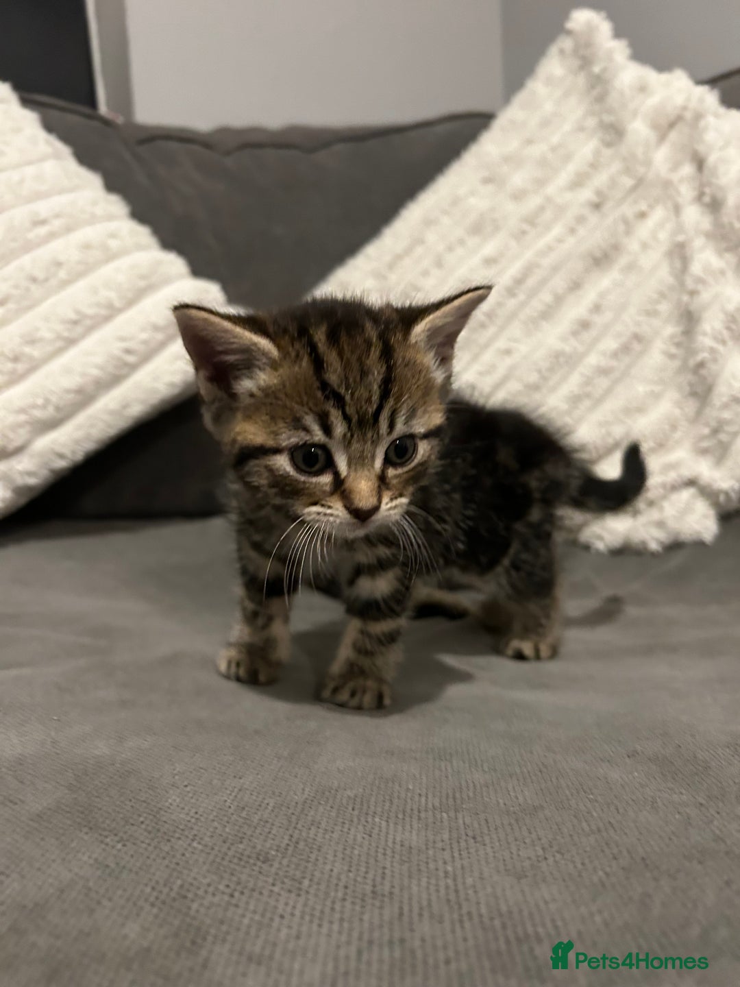 Mixed Breed cats for sale: 4 gorgeous kittens ready for amazing homes  - Advert 20