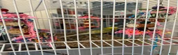 Budgerigars birds for sale: 2 budgies with there own cage set up  in Walton on the Naze - Advert 20