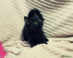 Mixed Breed cats Maine-Coone/Bombay Mixed Kitten (1 LEFT) - Advert 2