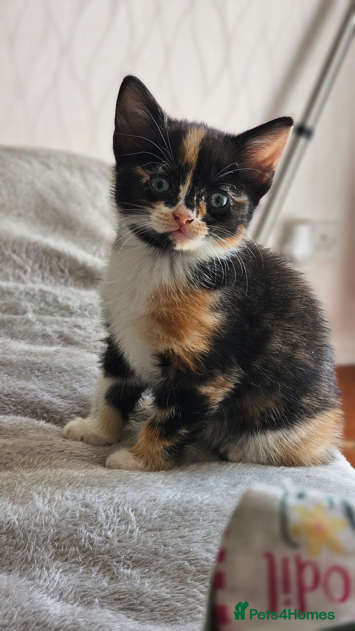 Mixed Breed cats Beautiful kittens 8 weeks, ready to leave  - Advert 1