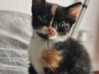 Mixed Breed cats Beautiful kittens 8 weeks, ready to leave - Advert 1