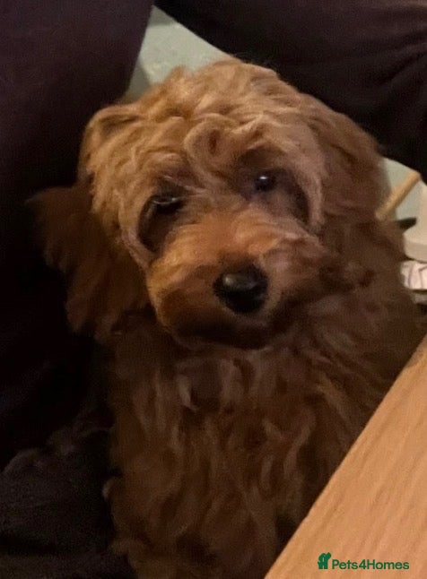 Cockapoo dogs Little girl looking for new postcode - Advert 2