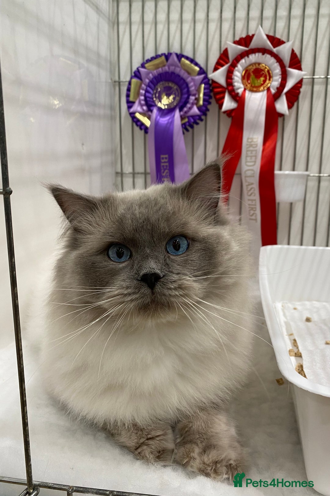 Ragdoll cats for sale: Champion Sired GCCF Registered Ragdoll Kittens - Image 15