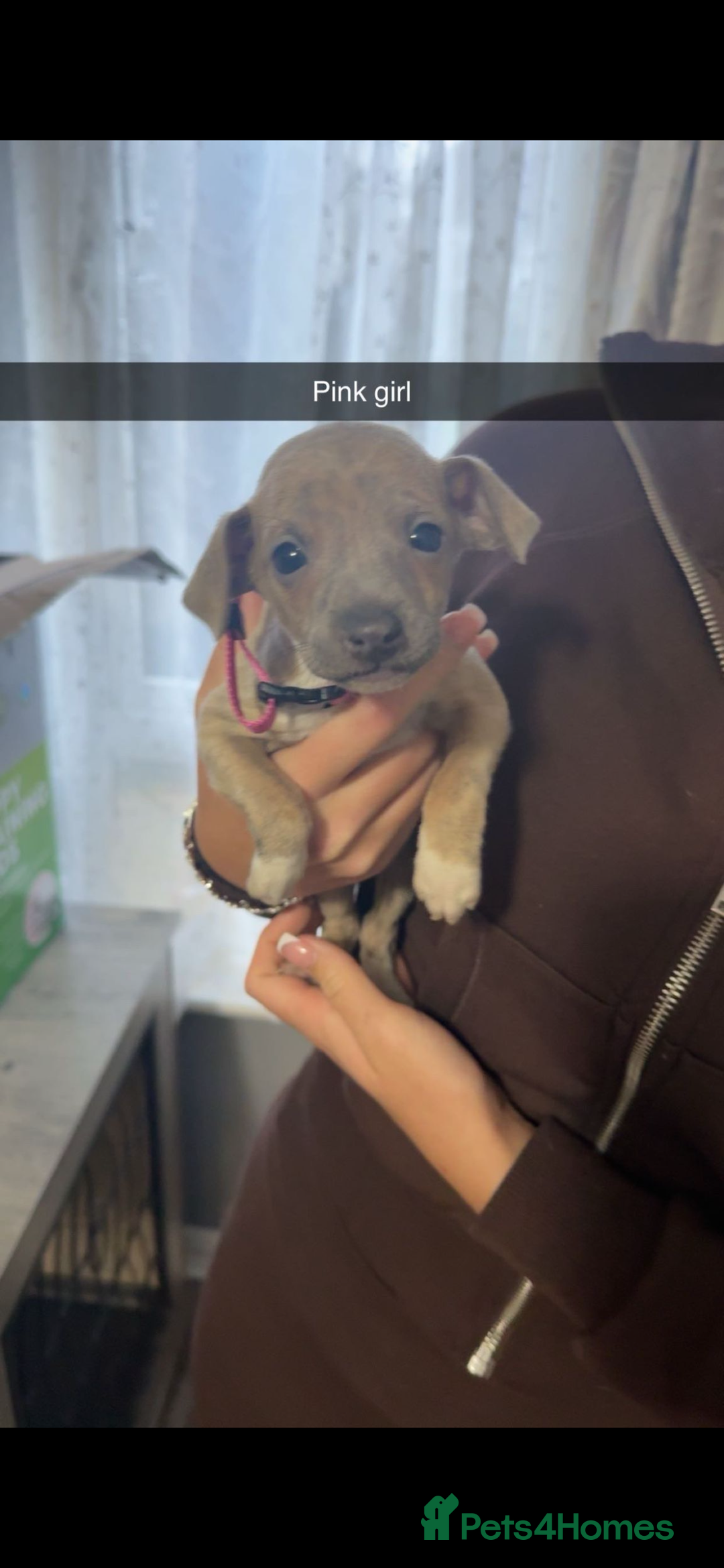 Italian Greyhound dogs for sale: 6 Beautiful Italian greyhounds - Advert 2